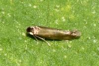 Bucculatrix nigricomella