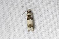 Epinotia thapsiana