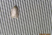Acleris sparsana