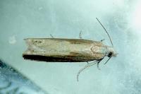 Eucosma obumbratana