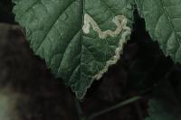 Stigmella aurella
