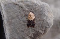 Acleris variegana