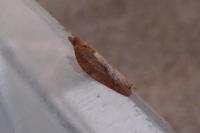 Acleris