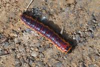 Cossus cossus