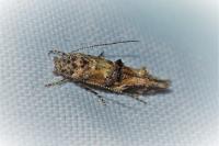 Mompha miscella