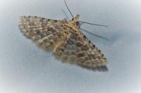 Alucita cancellata