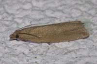Bactra lancealana
