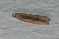 Bactra lancealana