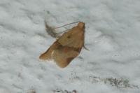 Clepsis consimilana