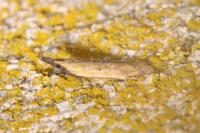 Dichomeris acuminata