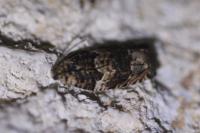 Gypsonoma minutana