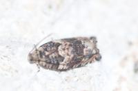 Gypsonoma minutana