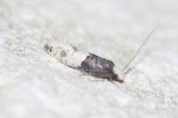 Trichophaga tapetzella