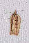 Acleris hastiana