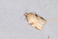 Clepsis spectrana