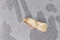 Neocochylis molliculana