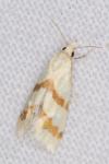 Aethes beatricella