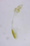 Batrachedra parvulipunctella