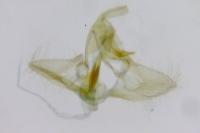 Clepsis spectrana