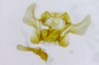 Neocochylis molliculana