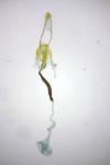 Coleophora pennella