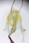 Coleophora pennella