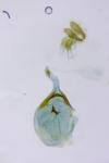 Rhopobota naevana