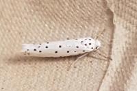 Yponomeuta