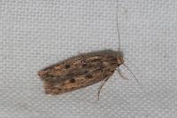 Hofmannophila pseudospretella