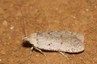Agonopterix