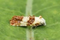 Phtheochroa fulvicinctana