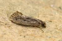 Rhodobates unicolor