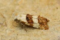 Phtheochroa fulvicinctana