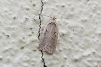 Agonopterix yeatiana