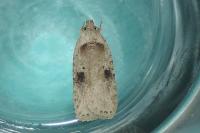 Agonopterix propinquella