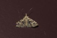 Alucita hexadactyla