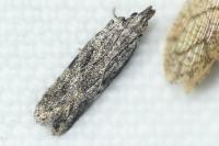 Anarsia lineatella