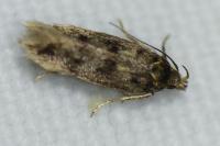 Bryotropha basaltinella