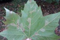 Phyllonorycter platani