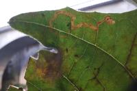 Acalyptris platani