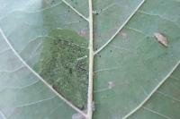 Phyllonorycter platani