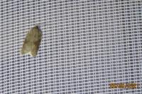 Acleris sparsana