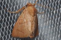 Hoyosia codeti