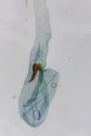 Scrobipalpa nitentella