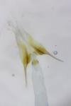 Scrobipalpa nitentella