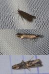 Coptotriche angusticollella