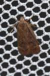 Anacampsis timidella