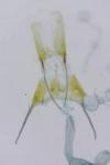 Anacampsis timidella