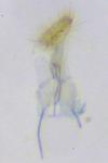 Phyllonorycter klemannella
