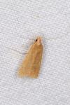 Helcystogramma rufescens